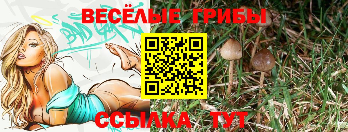 Галлюциногенные грибы Cubensis  Вход с VPN  Псилоцибиновые грибы прущие грибы  купить закладку  Курчалой 